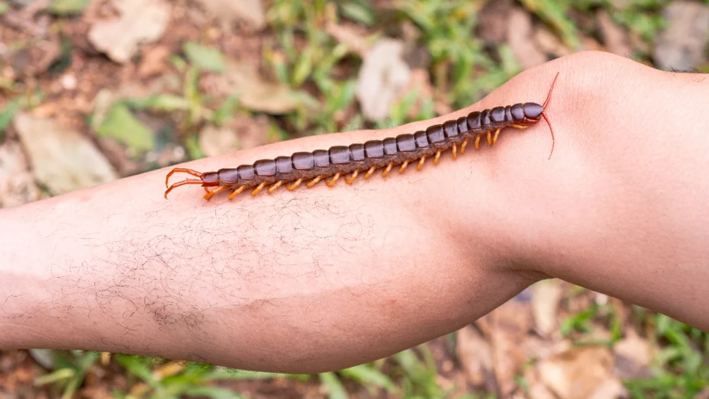 ตะขาบกัดใช้อะไรทา