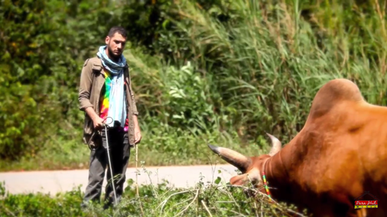 หาลัยวัวชน เนื้อเพลง – คำร้องและความหมายที่คุณต้องรู้ หาลัยวัวชน เนื้อเพลง