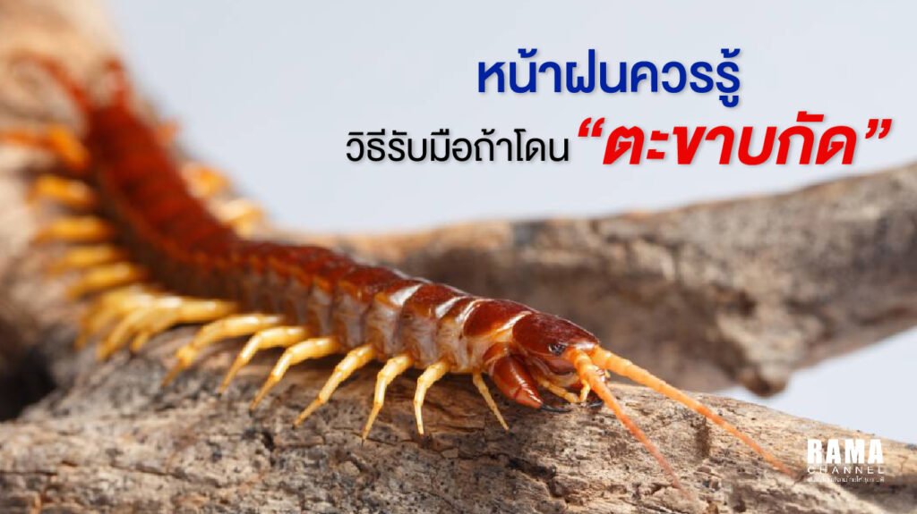ตะขาบกัดช้อะไรทา